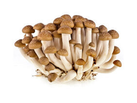 Micinorm - New cream against mildew